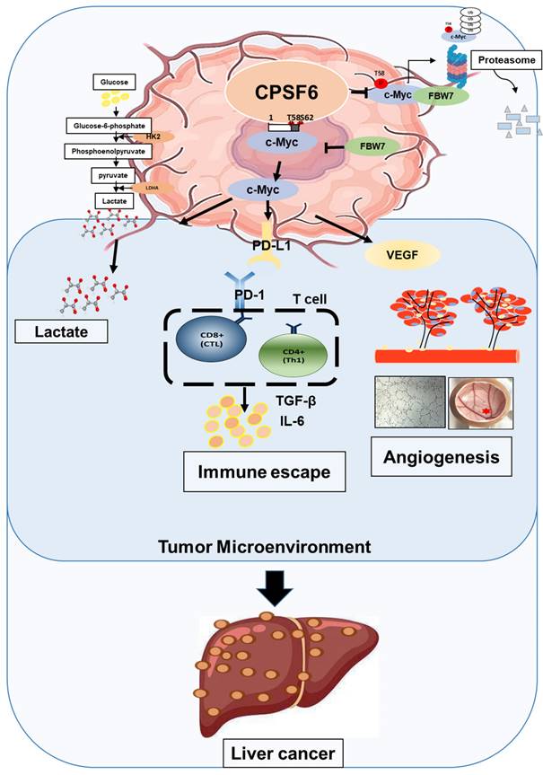 Int J Biol Sci Image