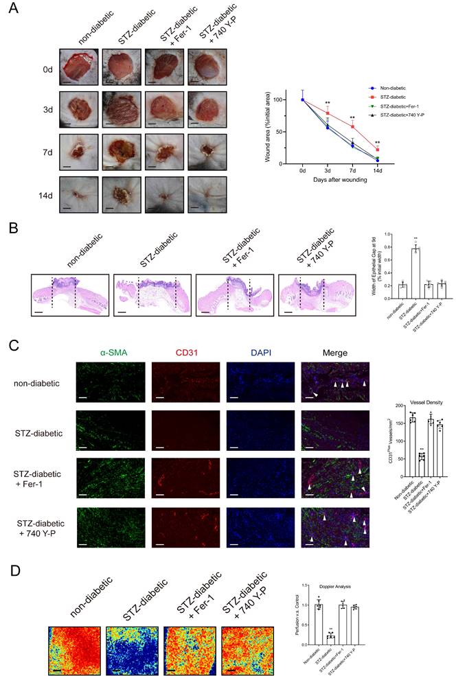 Int J Biol Sci Image