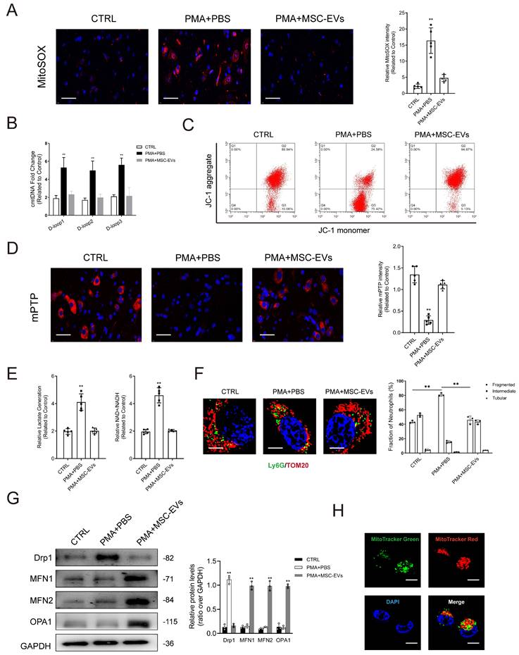 Int J Biol Sci Image