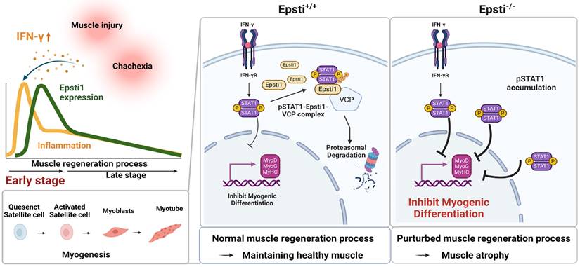 Int J Biol Sci Image