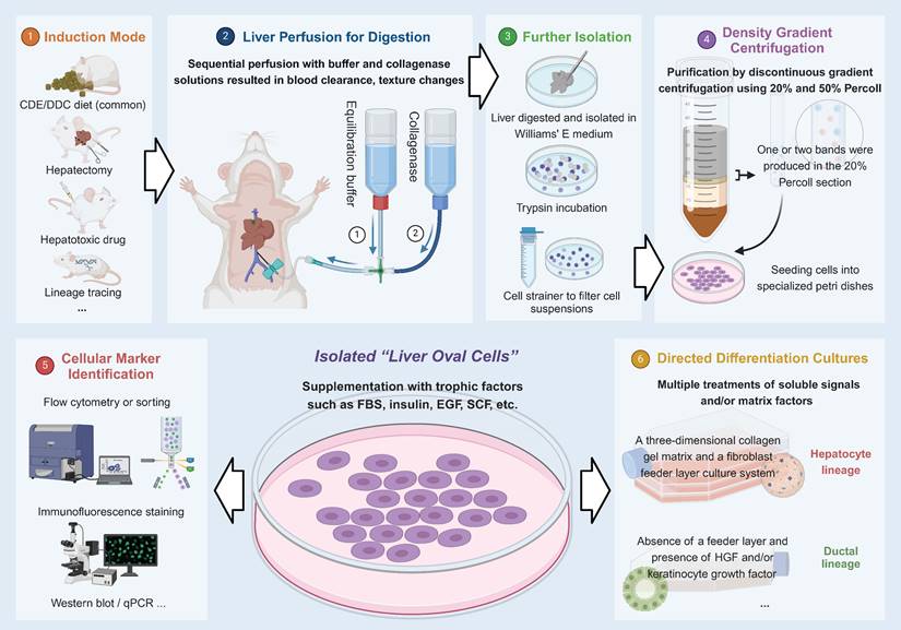 Int J Biol Sci Image