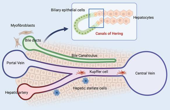 Int J Biol Sci Image