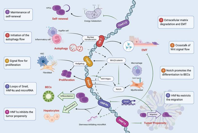 Int J Biol Sci Image
