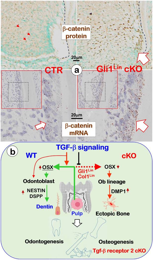 Int J Biol Sci Image