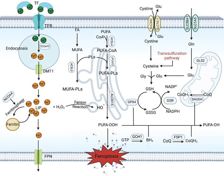 Int J Biol Sci Image