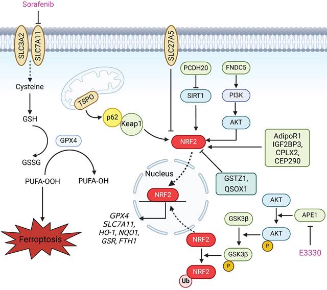 Int J Biol Sci Image