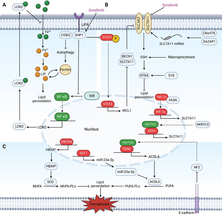 Int J Biol Sci Image