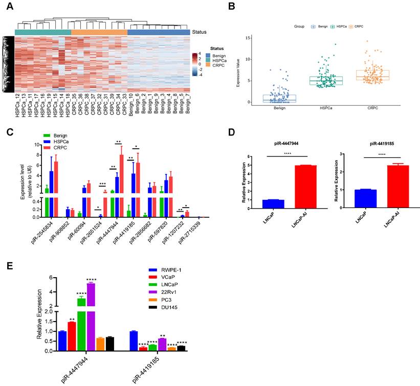 PiRNA-4447944 promotes castration-resistant growth and metastasis of ...