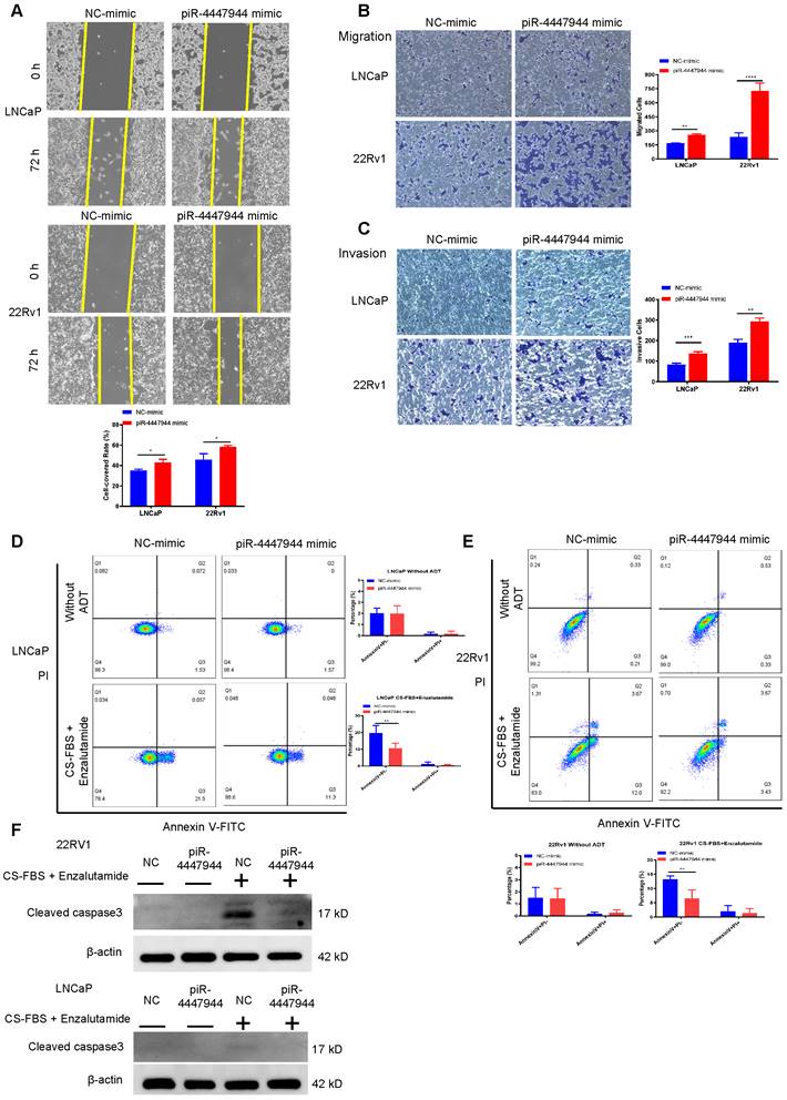 PiRNA-4447944 promotes castration-resistant growth and metastasis of ...