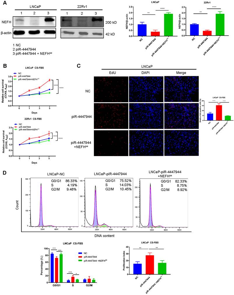 PiRNA-4447944 promotes castration-resistant growth and metastasis of ...