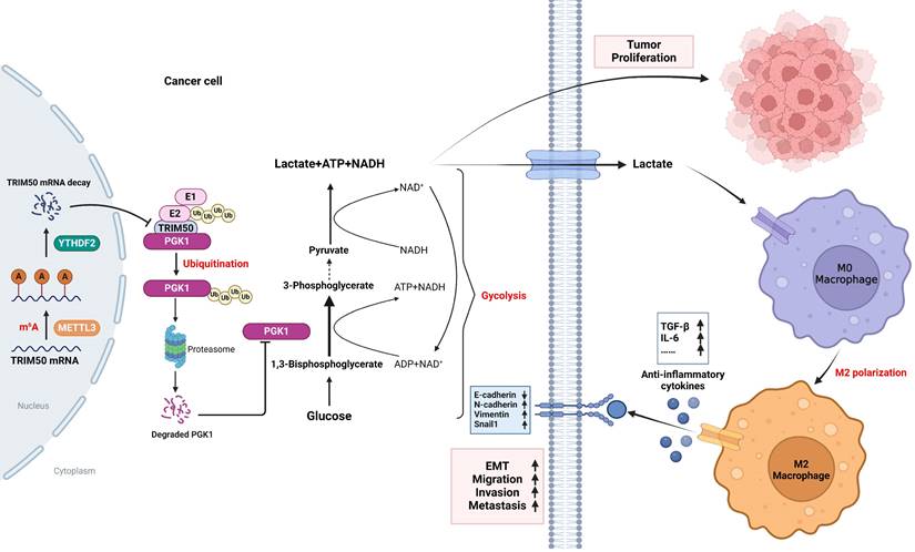 Int J Biol Sci Image