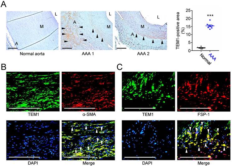 Int J Biol Sci Image