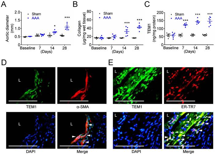 Int J Biol Sci Image