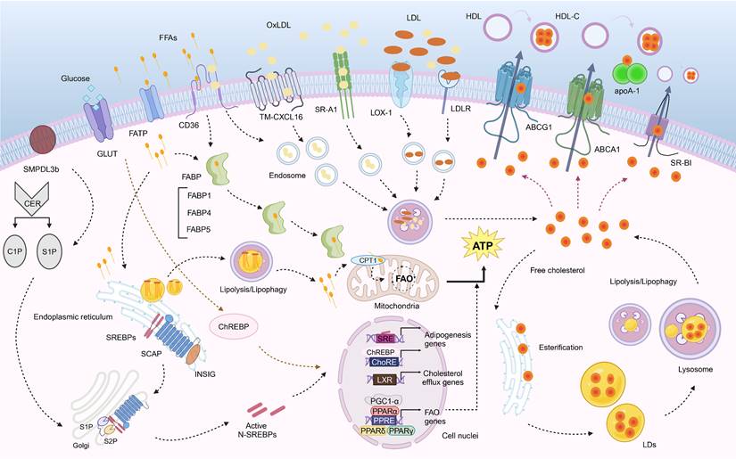 Int J Biol Sci Image