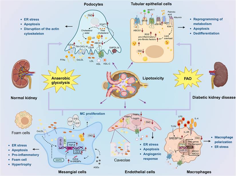 Int J Biol Sci Image