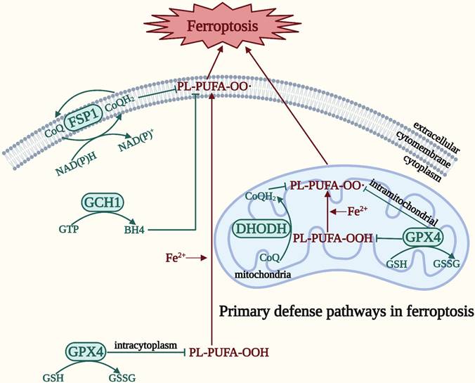 Int J Biol Sci Image