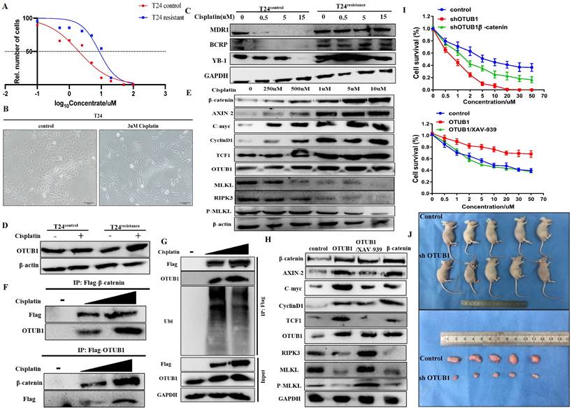 Int J Biol Sci Image