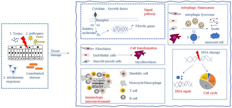 Int J Biol Sci Image