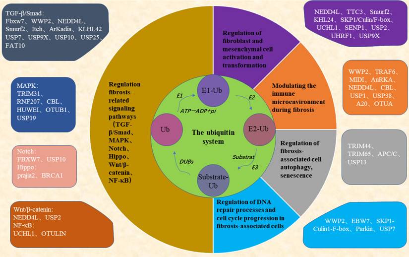 Int J Biol Sci Image