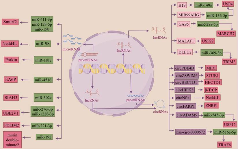 Int J Biol Sci Image