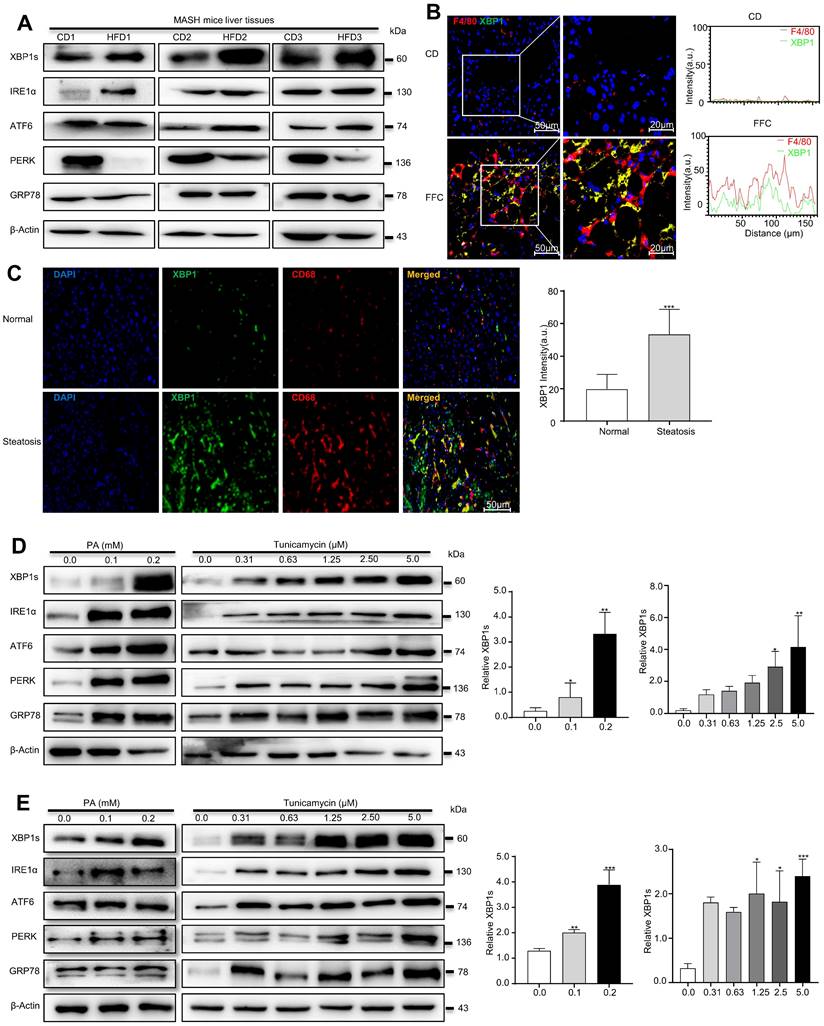 Int J Biol Sci Image