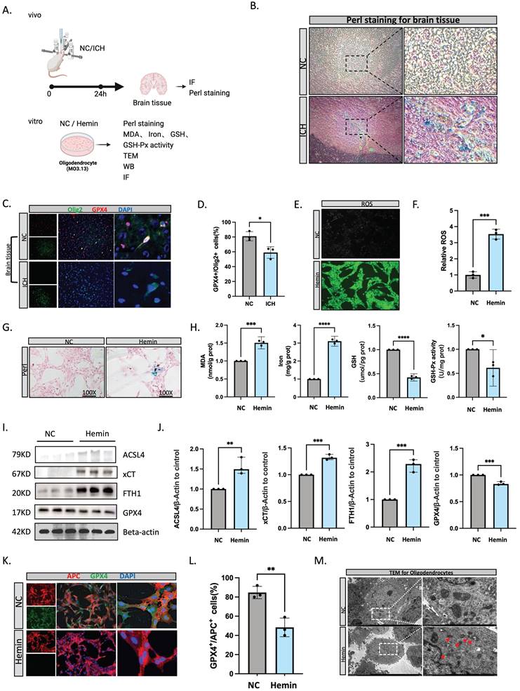 Int J Biol Sci Image