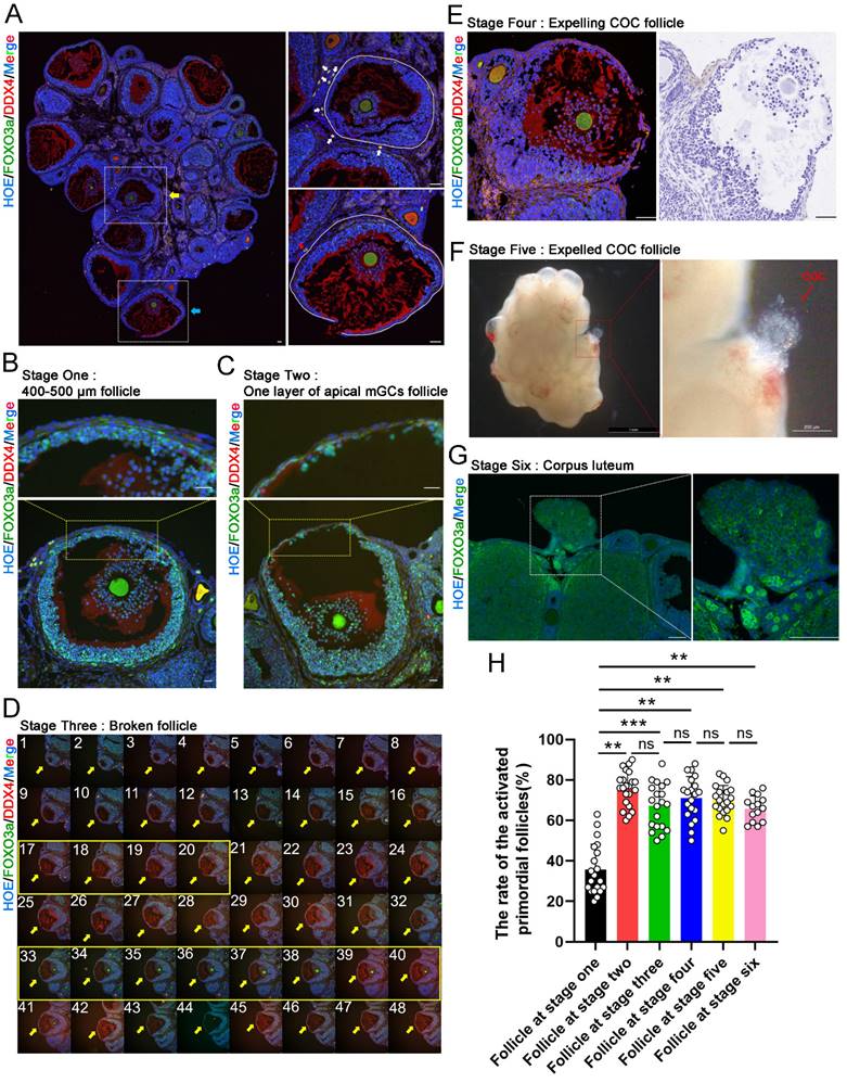 Int J Biol Sci Image