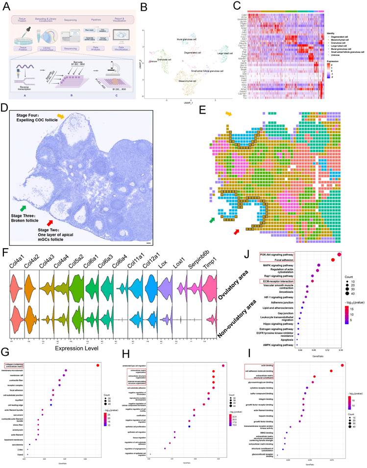 Int J Biol Sci Image