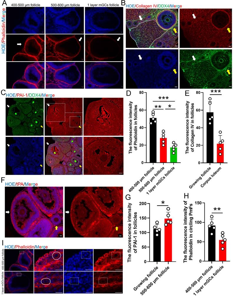 Int J Biol Sci Image