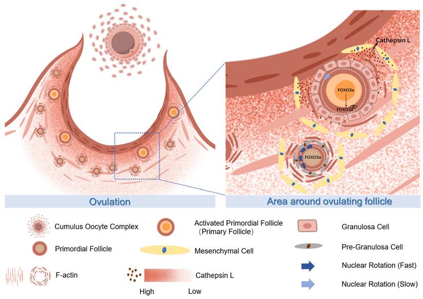 Int J Biol Sci Image