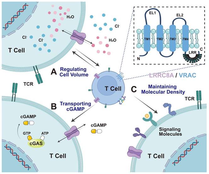 Int J Biol Sci Image