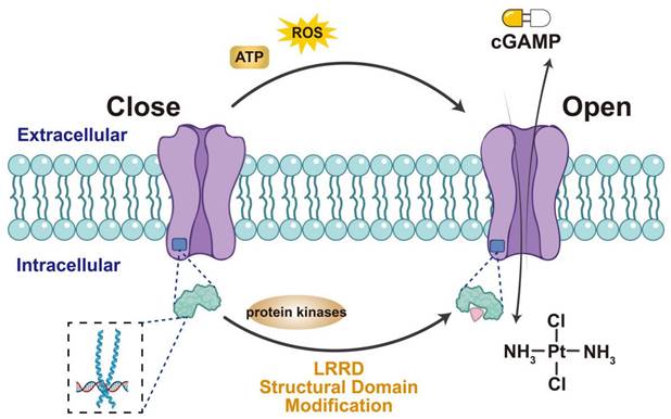 Int J Biol Sci Image