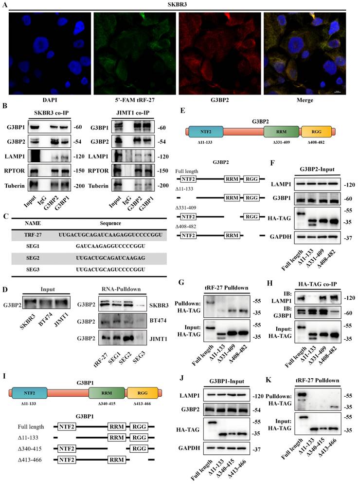 Int J Biol Sci Image