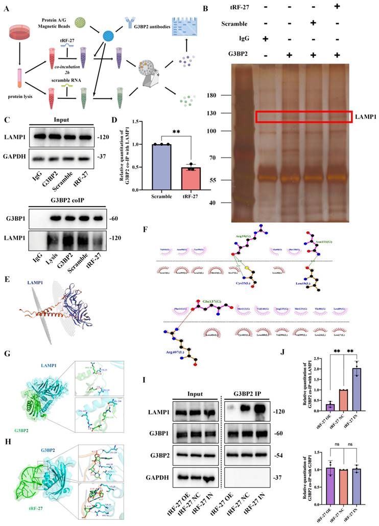 Int J Biol Sci Image