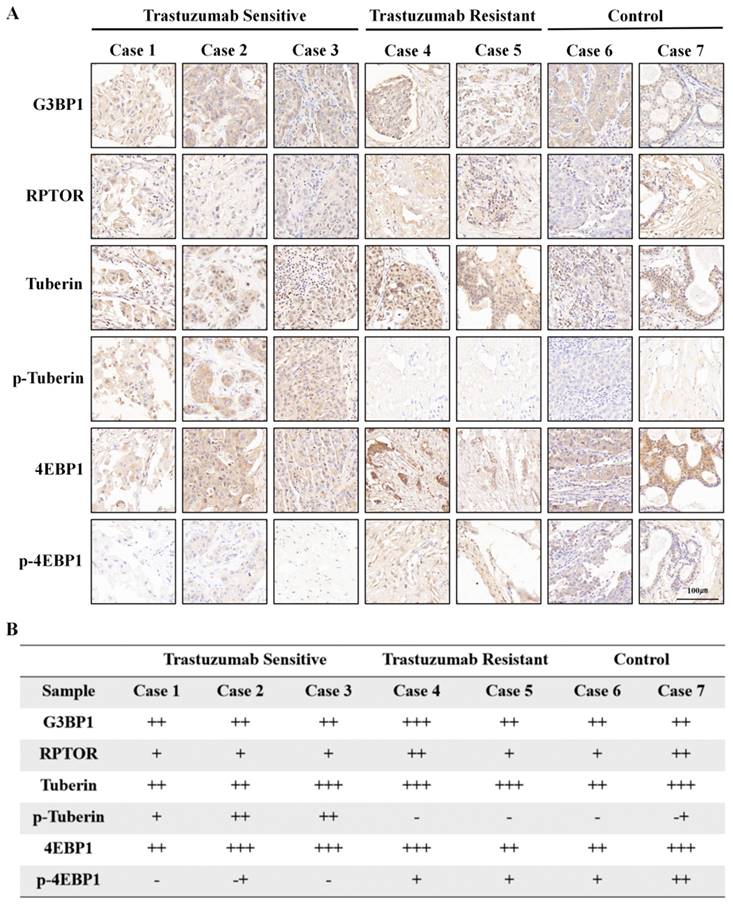 Int J Biol Sci Image