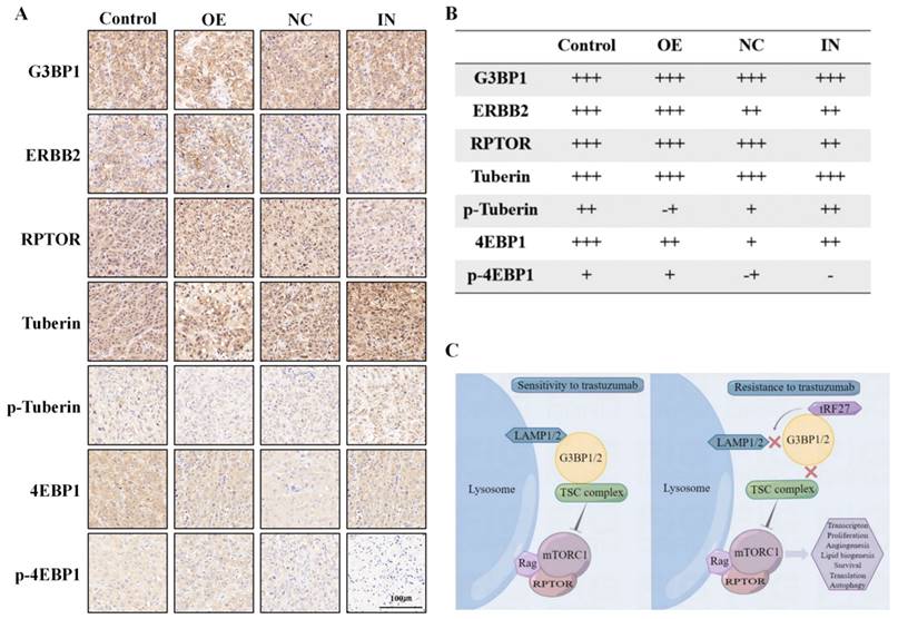 Int J Biol Sci Image