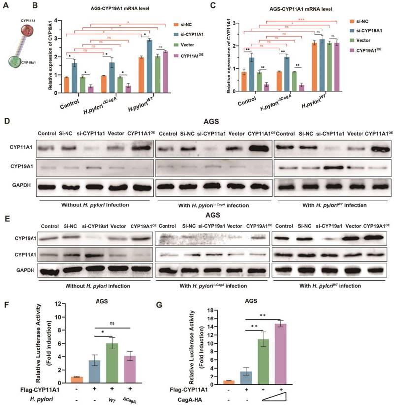 Int J Biol Sci Image