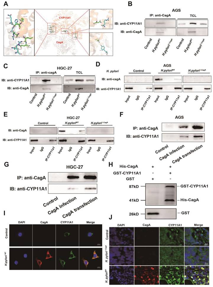 Int J Biol Sci Image