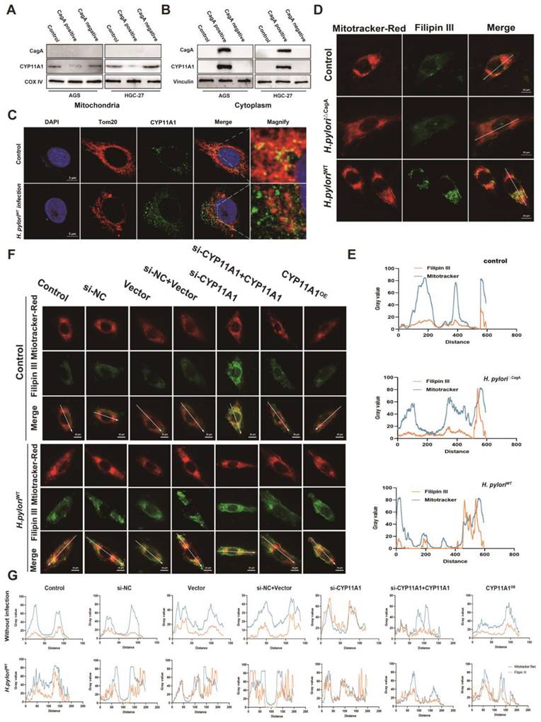 Int J Biol Sci Image