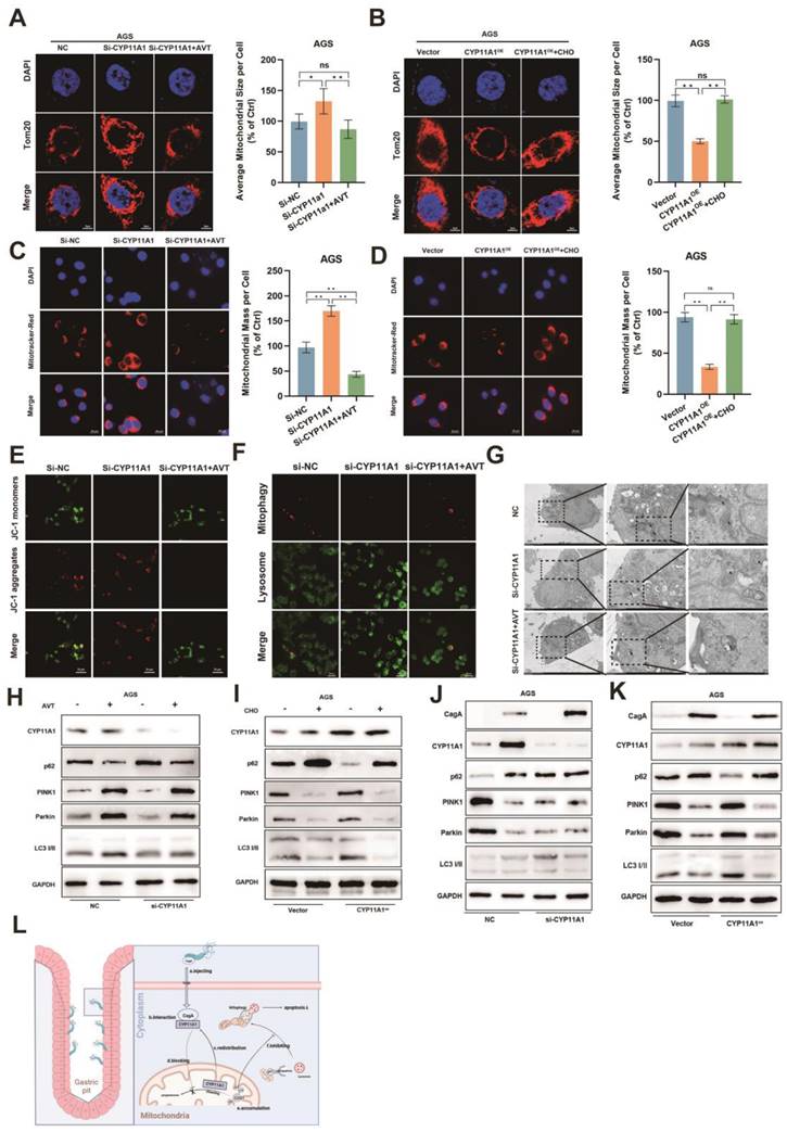 Int J Biol Sci Image