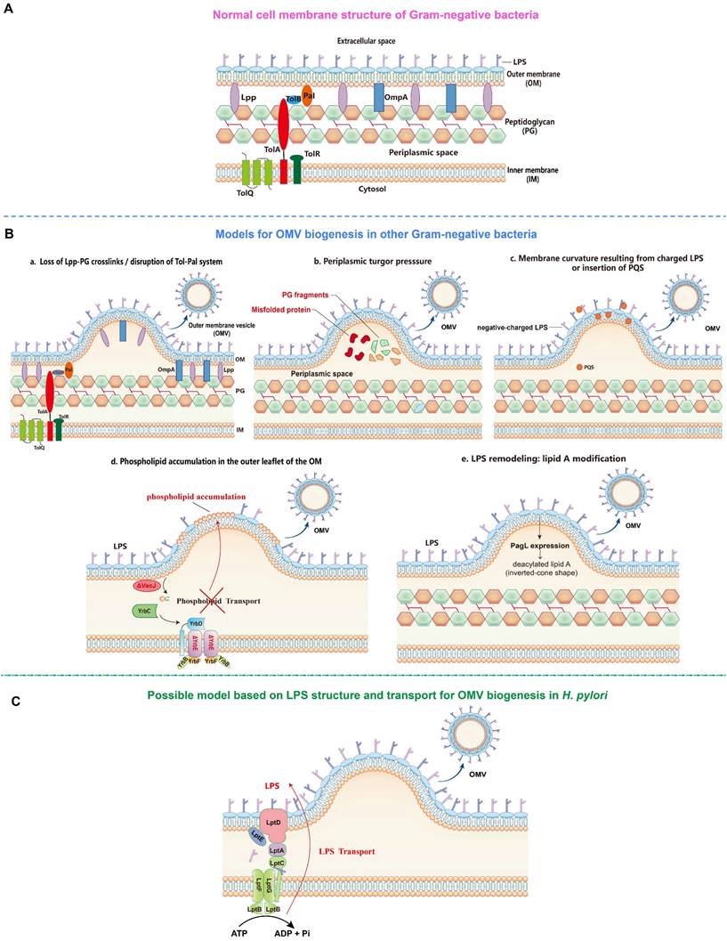 Int J Biol Sci Image