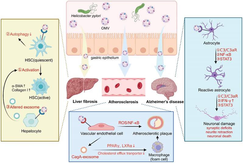 Int J Biol Sci Image