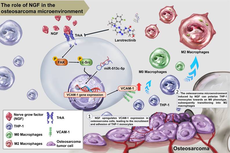 Int J Biol Sci Image