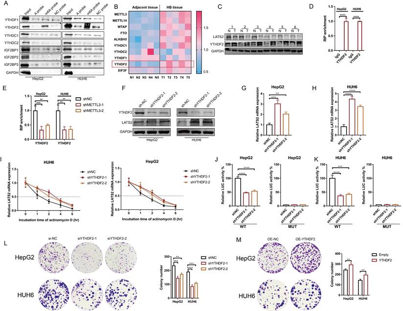 Int J Biol Sci Image