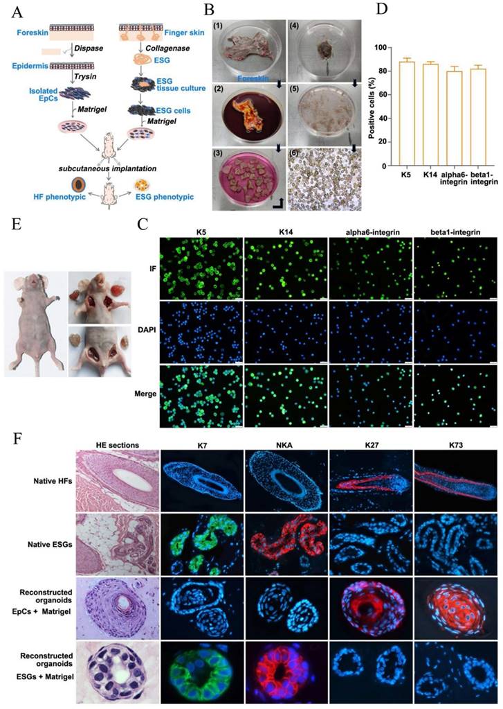 Int J Biol Sci Image