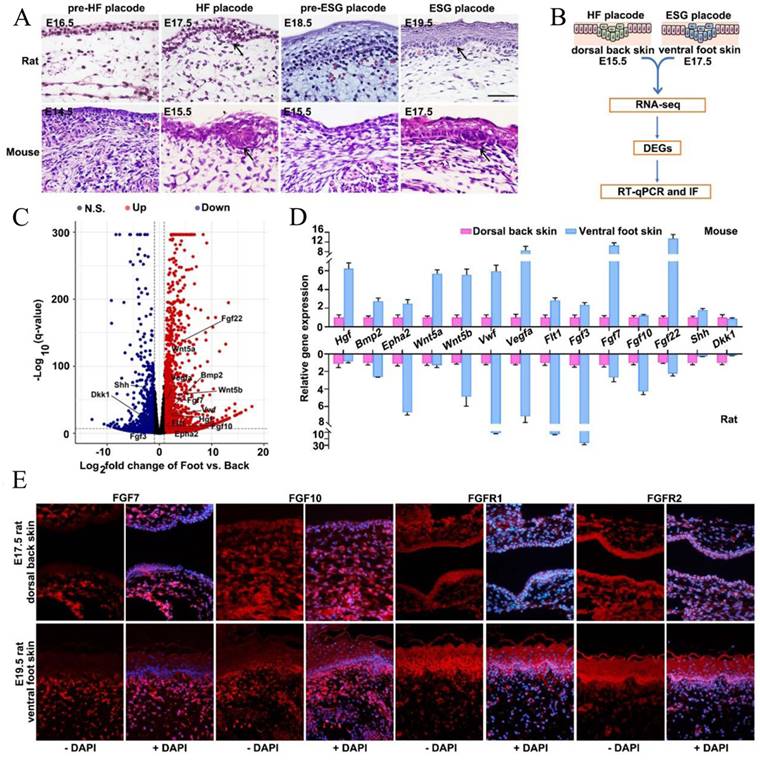 Int J Biol Sci Image