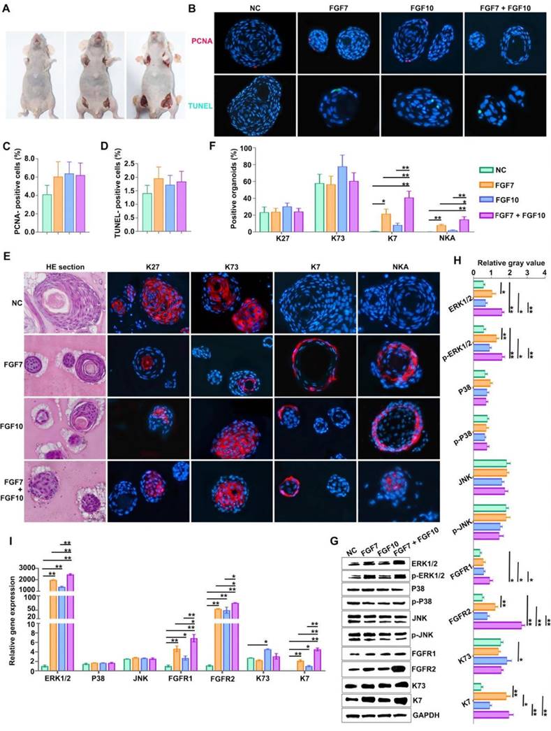 Int J Biol Sci Image