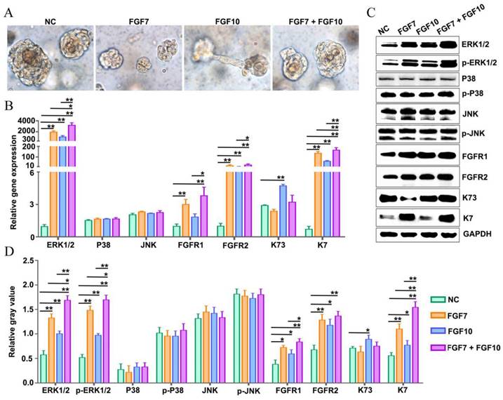 Int J Biol Sci Image