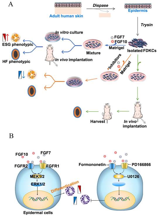 Int J Biol Sci Image