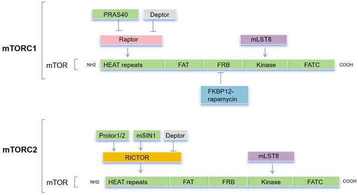 Int J Biol Sci Image